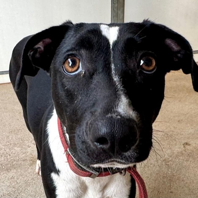 Sakura - Chien Bouledogue Américain à adopter