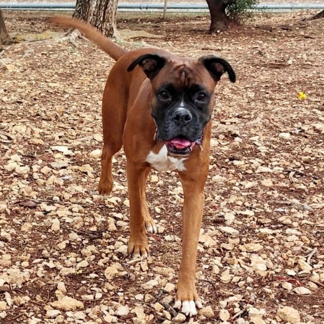 Storm - Chien Boxer à adopter