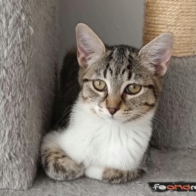 Loucia - Chat Européen à adopter