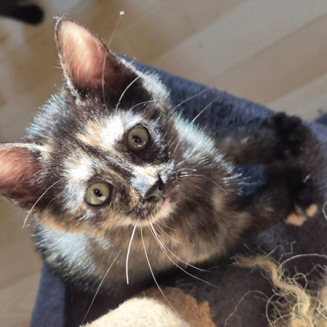 Bijou - Chat Européen à adopter