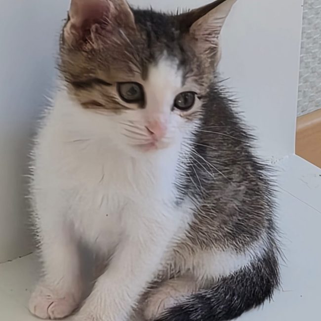 Brindille - Chat Européen à adopter