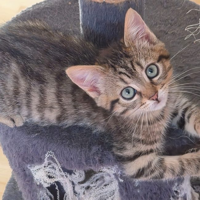 Bambou - Chat Européen à adopter