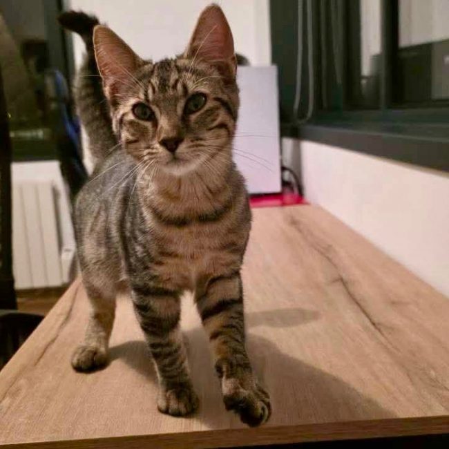 Mantra - Chat Européen à adopter