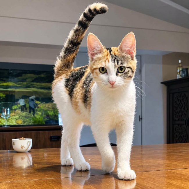 Zimane - Chat Européen à adopter