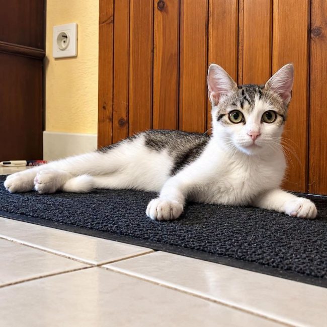 Nyx - Chat Européen à adopter