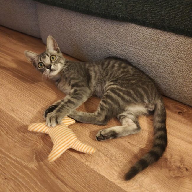 Benito - Chat à adopter