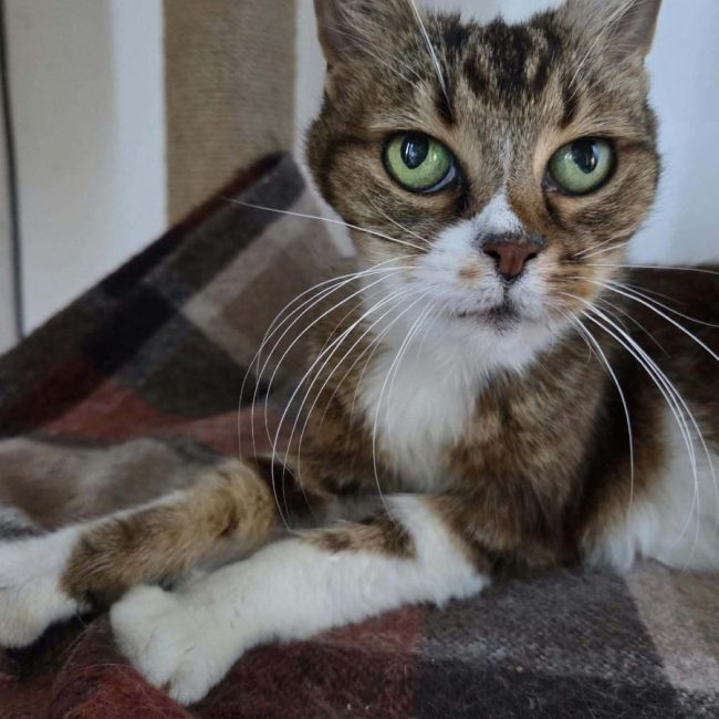 Tea - Chat à adopter