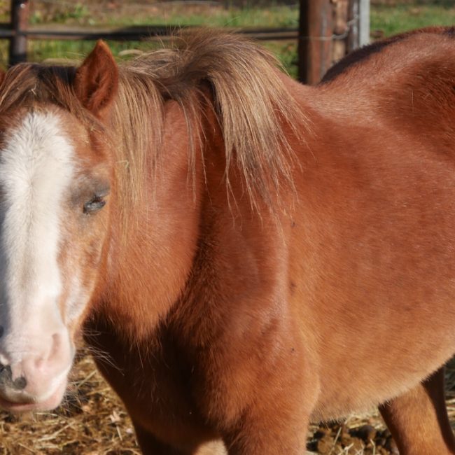 Melka du clemel - Equidé Poney à adopter