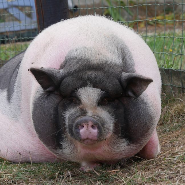 Kura-k-o - Animal de ferme à adopter
