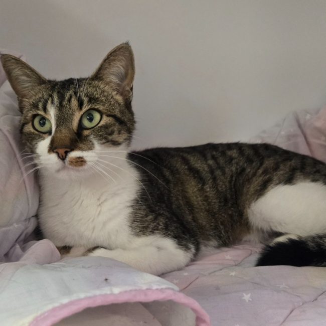 Greta - Chat Européen à adopter