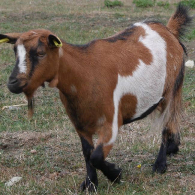 Paupiette
