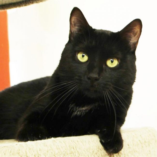 Loky - Chat Européen à adopter
