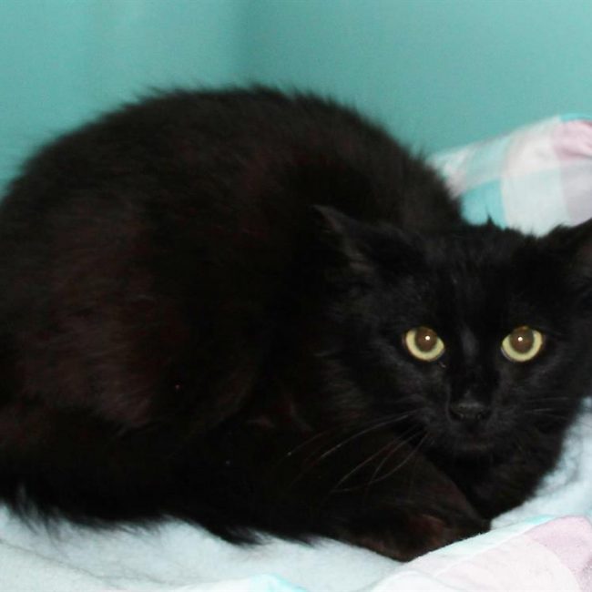 Thor - Chat Européen à adopter