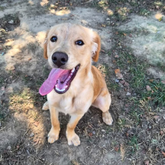 Gold - Chien à adopter