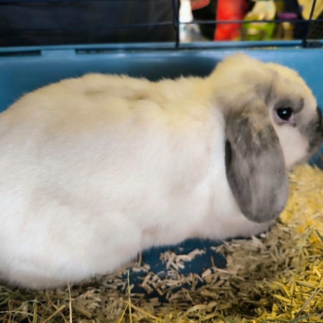 Smoupette