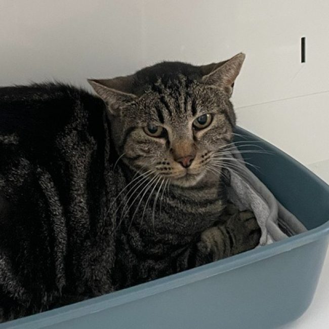 Seguin - Chat Européen à adopter
