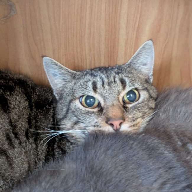 Papychulo - Chat Européen à adopter
