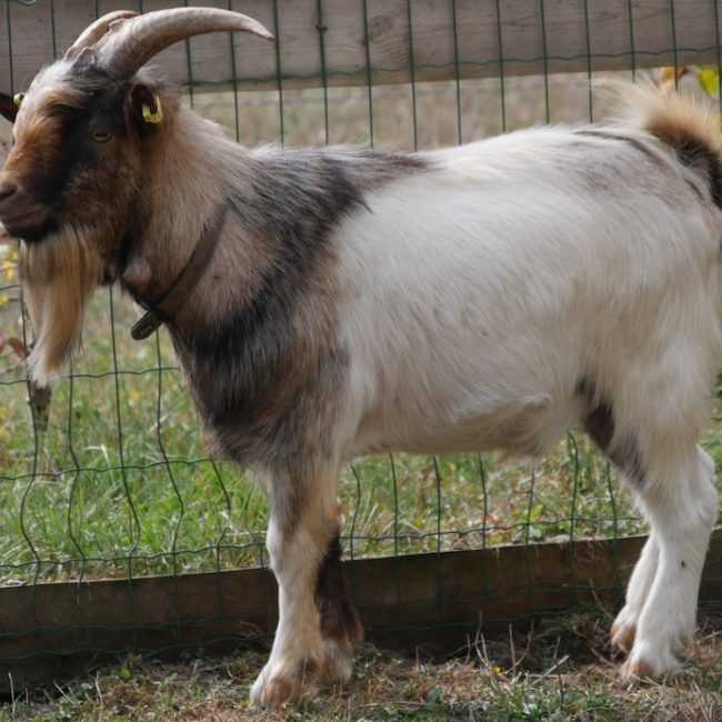 Wisky-farrel
