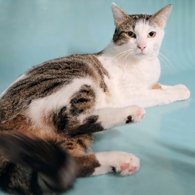 Sonic - Chat Européen à adopter