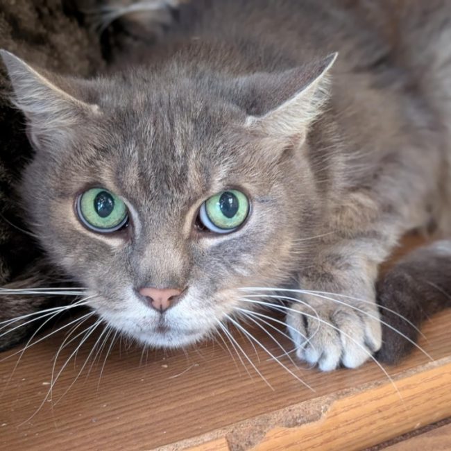 Homer - Chat Européen à adopter