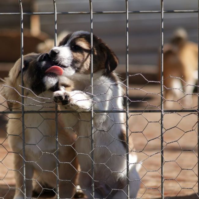 Sucredorge - Chien à adopter
