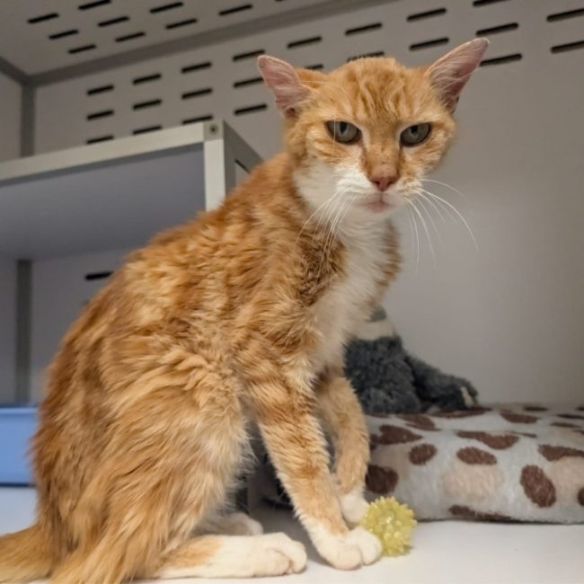 Horacio - Chat à adopter