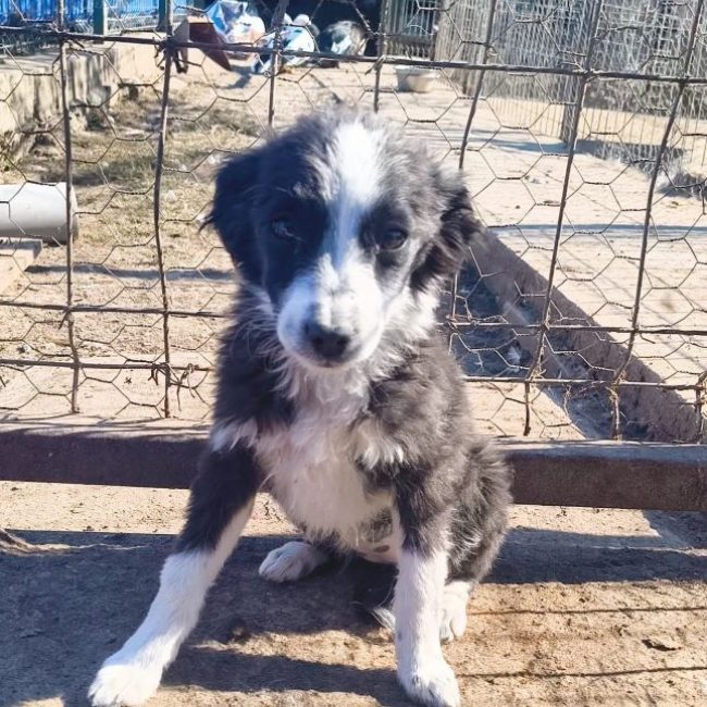 Nesta - Chien à adopter