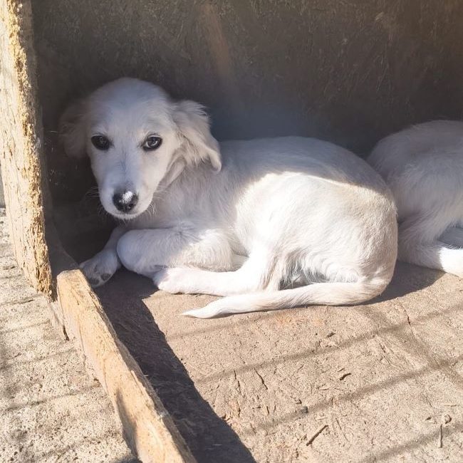 Crema - Chien à adopter