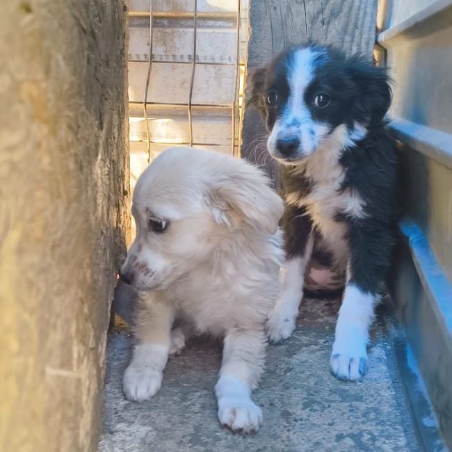 Aspen - Chien à adopter