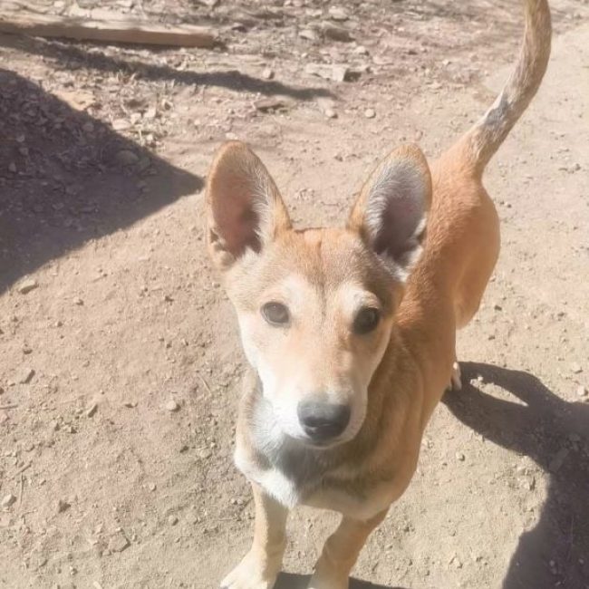 Chiara - Chien à adopter