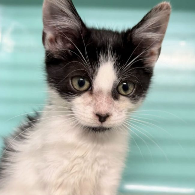 Loupiot - Chat Européen à adopter