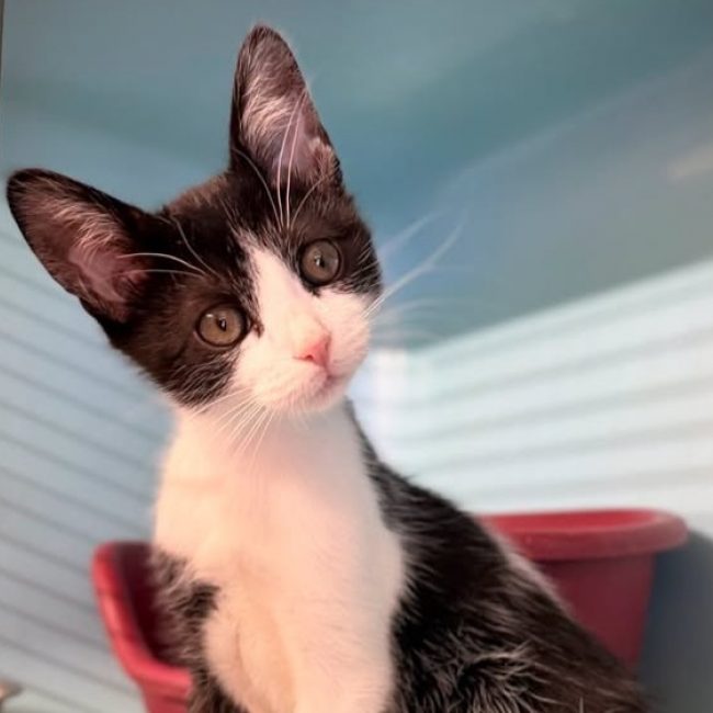 Petiot - Chat Européen à adopter