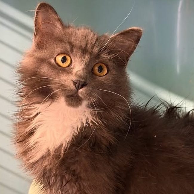 Tartine - Chat Européen à adopter