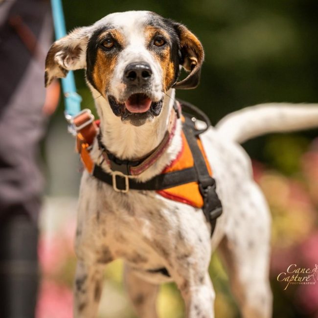 Orya - Chien à adopter