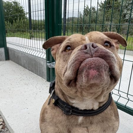Grogalet - Chien à adopter