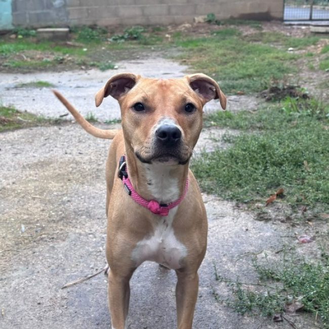 BaÏka - Chien à adopter