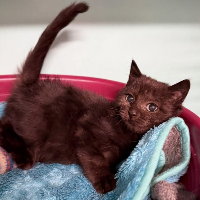 Hallebarde - Chat Européen à adopter