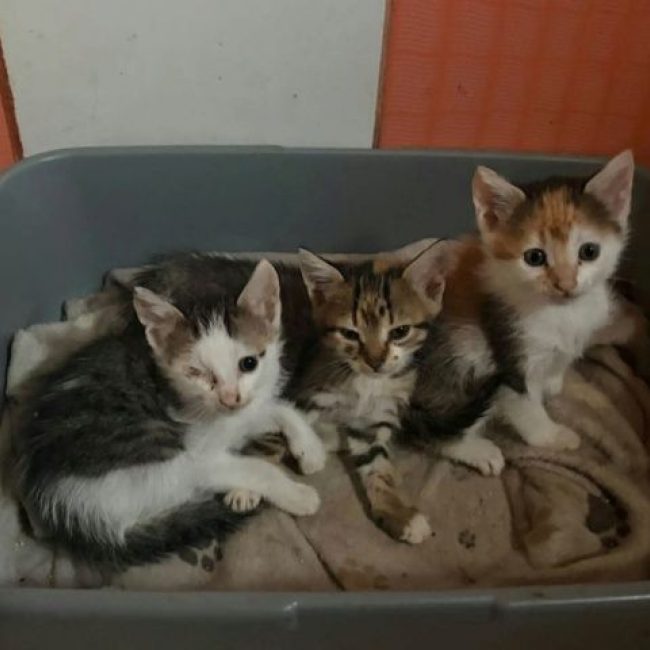Luna - Chat à adopter