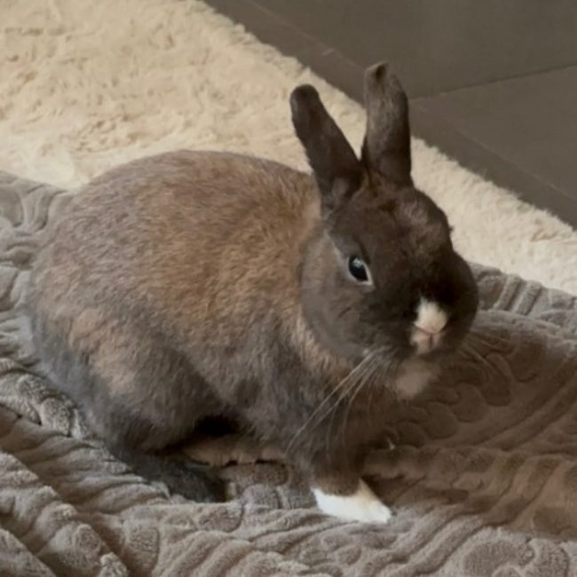 Tchoupi - Rongeur Lapin à adopter