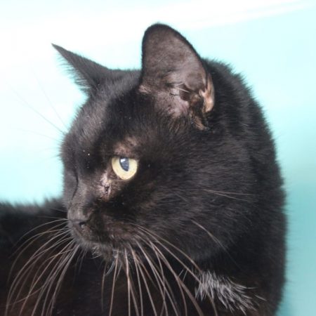 Noisette - Chat Européen à adopter