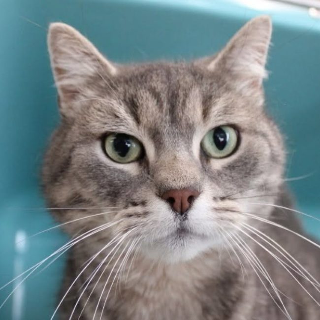 David - Chat Européen à adopter