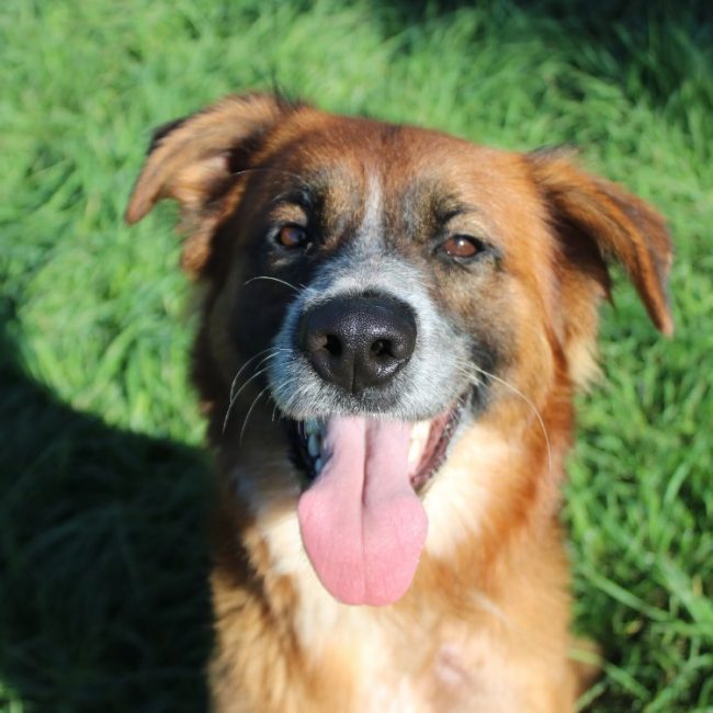 Hector - Chien à adopter