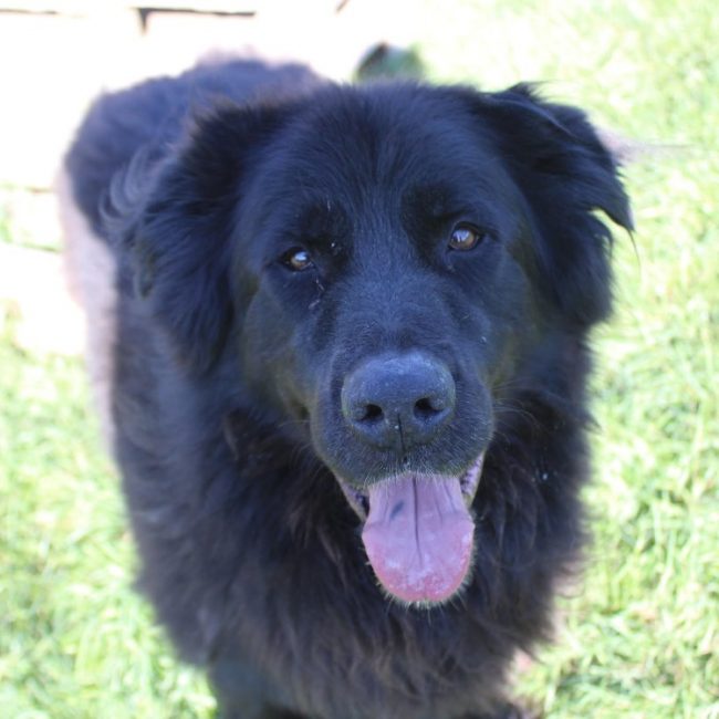 Chewbacca - Chien à adopter