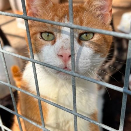 O'Malley - Chat à adopter