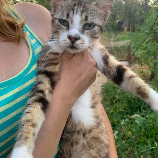 Elois - Chat à adopter