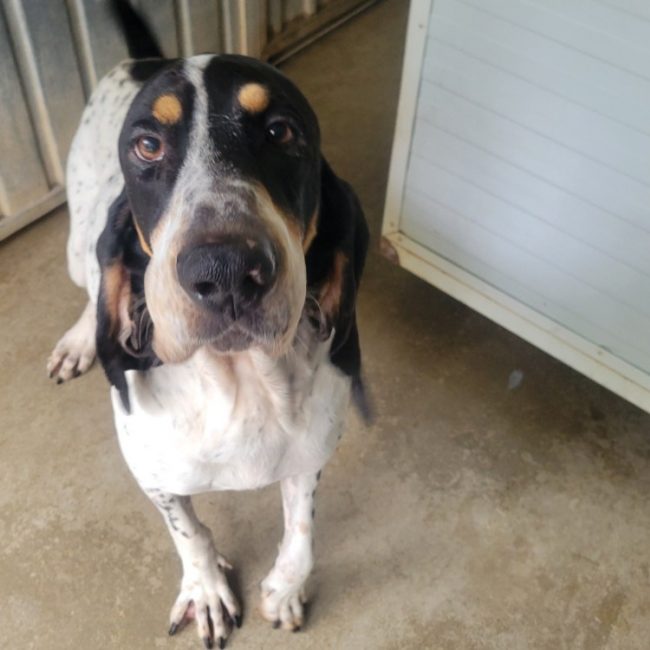 Franky - Chien Ariégeois à adopter