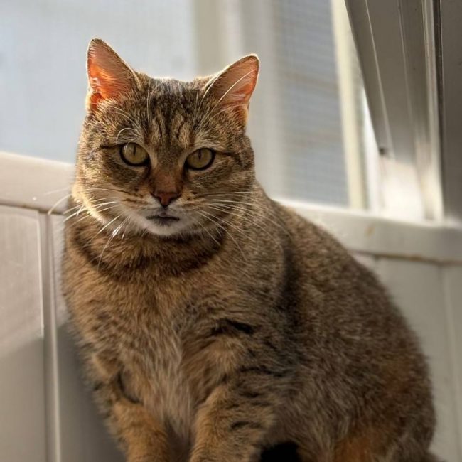 Lisbeth - Chat à adopter