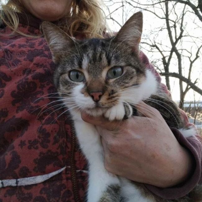 Rosalia - Chat à adopter