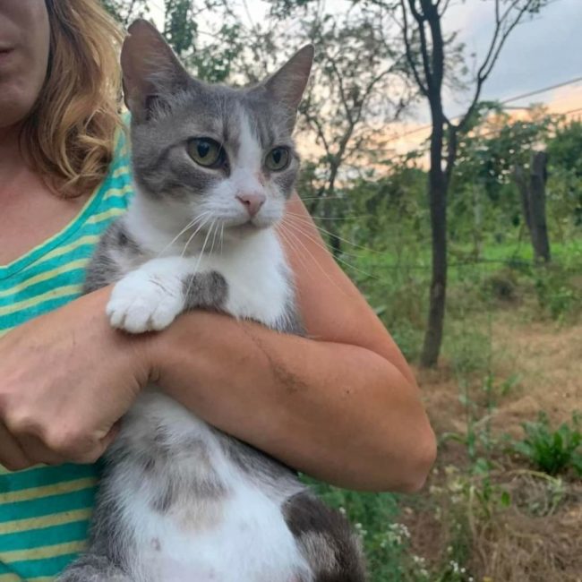 Inima - Chat à adopter