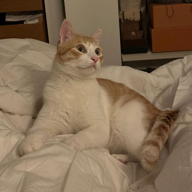 Miki - Chat Européen à adopter
